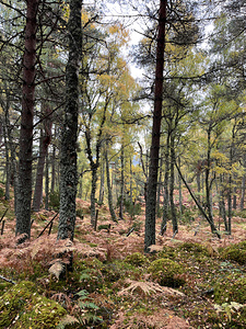 Autumnal Pine and Birch Forest in the Scottish Highlands